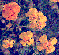 [Arizona Gold Poppies: 19k]