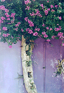 [Lavender wall with magenta bougainvillea: 38k]