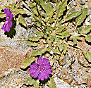 [Delicate lavender open flowerlets: 12k]