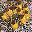 [Fat, yellow fruits in a ring among the protective fishhook spines: 8k]