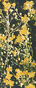 [Yellow flowers with bulbous seed pods: 21k]
