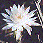 [Night-Blooming Cereus (Peniocereus greggii): 4k]