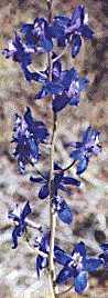 [Vivid deep blue flowers scattered along tall stems: 16k]