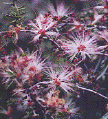 [Open clusters of long, pink stamens make a frothy flower: 15k]