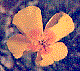 [Goldpoppy (Eschscholtzia californica ssp. mexicana): 3k]