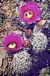 [Flowers have flashy magenta petals surrounding bright green pistil, spiny cactus and buds: 29k]