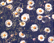 [White, lavender-tinged daisies with finely-cut petals and yellow centers: 16k]