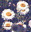 [Fleabane (Erigeron divergens): 2k]