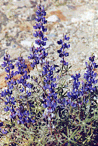 [Huge clump of lavender-flowered stalks: 36k]