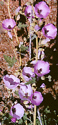 [Lavender flowers: 20k]