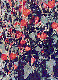 [Cup-shaped red-orange flowers on stalks: 32k]