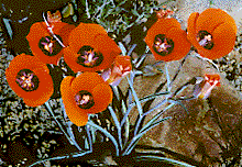 [Clump of neon red-orange flowers with black throats, 6 flowers plus 4 buds: 20k]