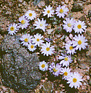 [Tiny, white daisies that hug the desert floor: 12k]