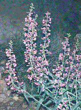 [Multiple trumpet-shaped pink flowers on long stems): 19k]