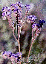 [Multiple curled stems with purple flowers along the outside of the curve: 20k]