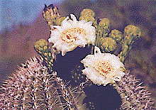 [Waxy, white flowers cluster at the tip of the cactus's arm: 20k]