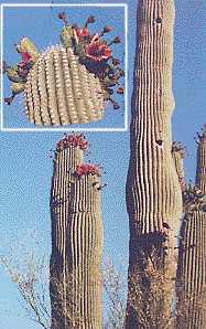 [Multi-branched giant cactus, detail of red interior of the fruit: 31k]
