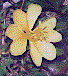 [Yellow Evening Primrose (Camissonia brevipes): 3k]