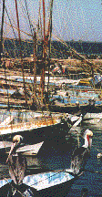 [fishing boats and pelicans, Yavaros, Sonora, Mexico: 13k]